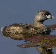 Pied-billed Grebe