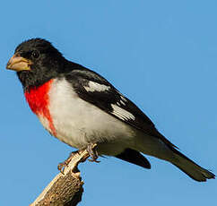 Cardinal à poitrine rose