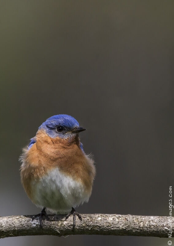 Eastern Bluebird male Second year