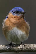 Eastern Bluebird