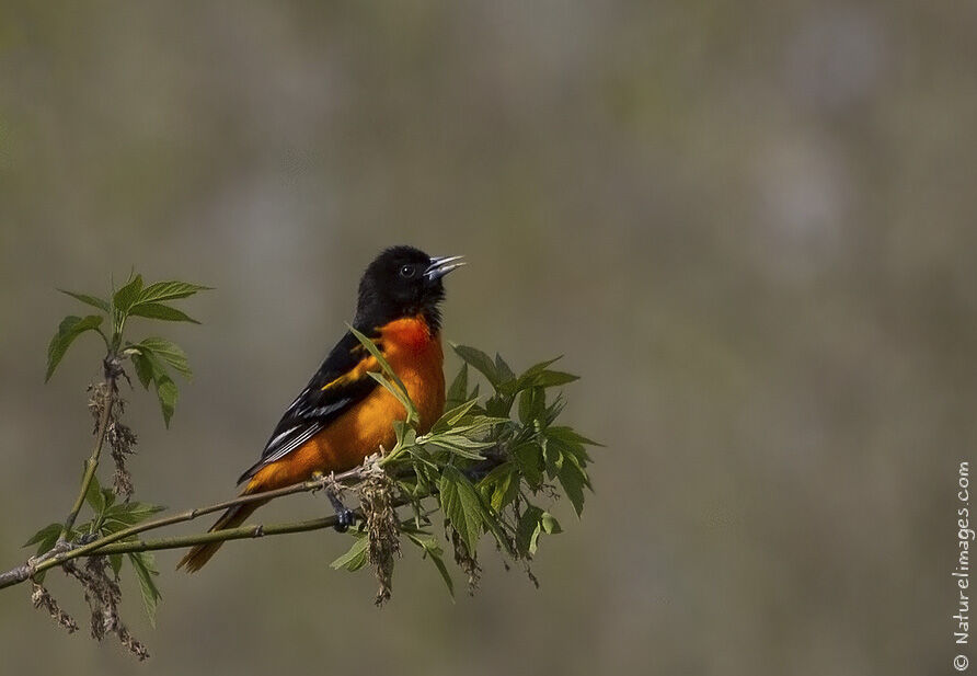 Baltimore Oriole male adult