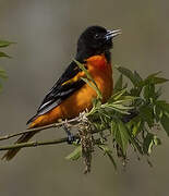 Baltimore Oriole