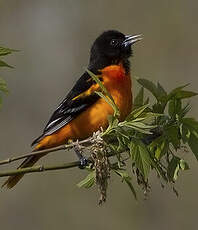 Oriole du Nord