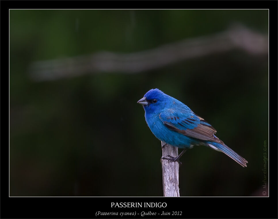 Indigo Bunting male