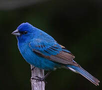 Indigo Bunting