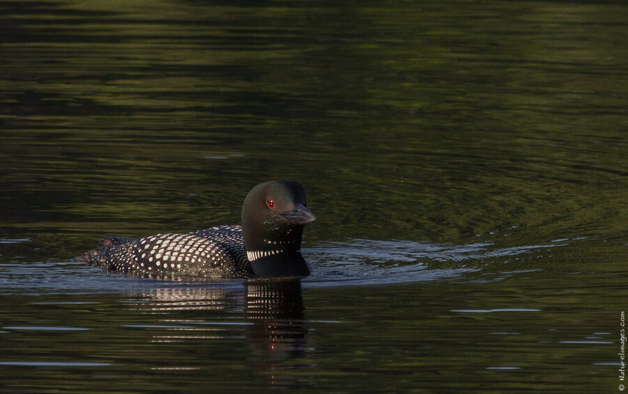Common Loonadult breeding