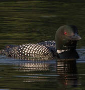 Common Loon