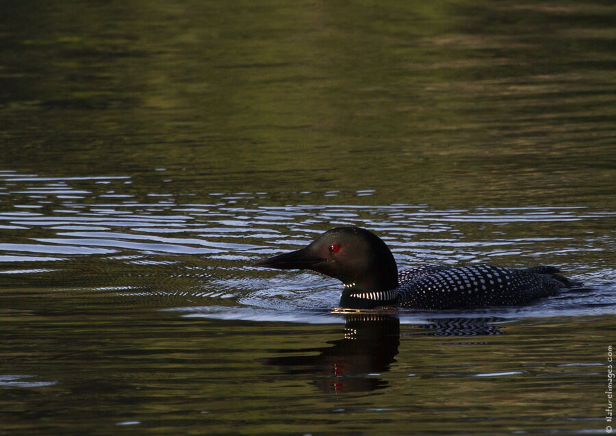 Common Loonadult breeding