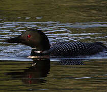 Common Loon