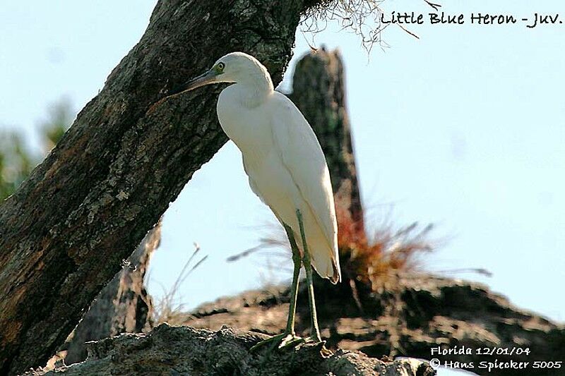 Aigrette bleue