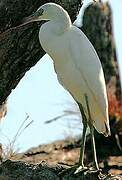 Aigrette bleue