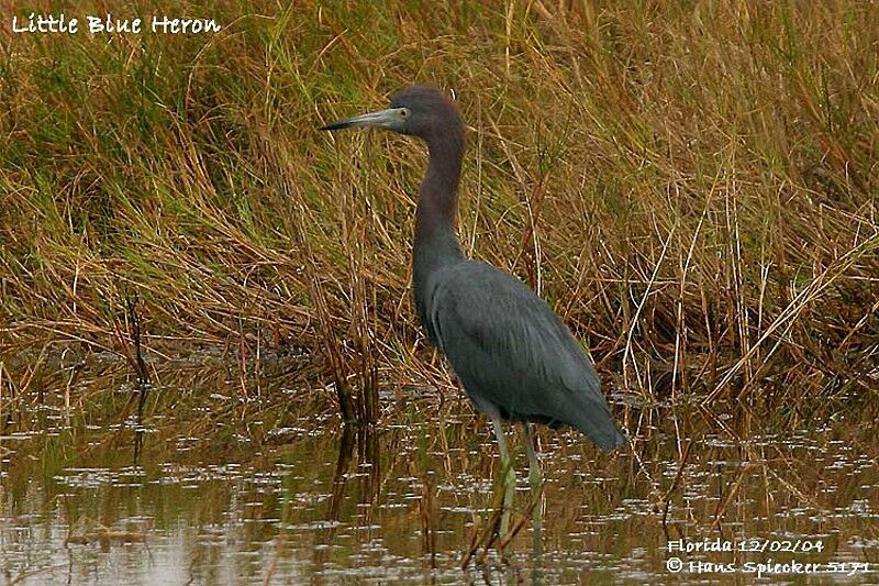 Aigrette bleue