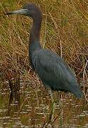 Little Blue Heron