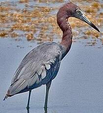 Aigrette bleue