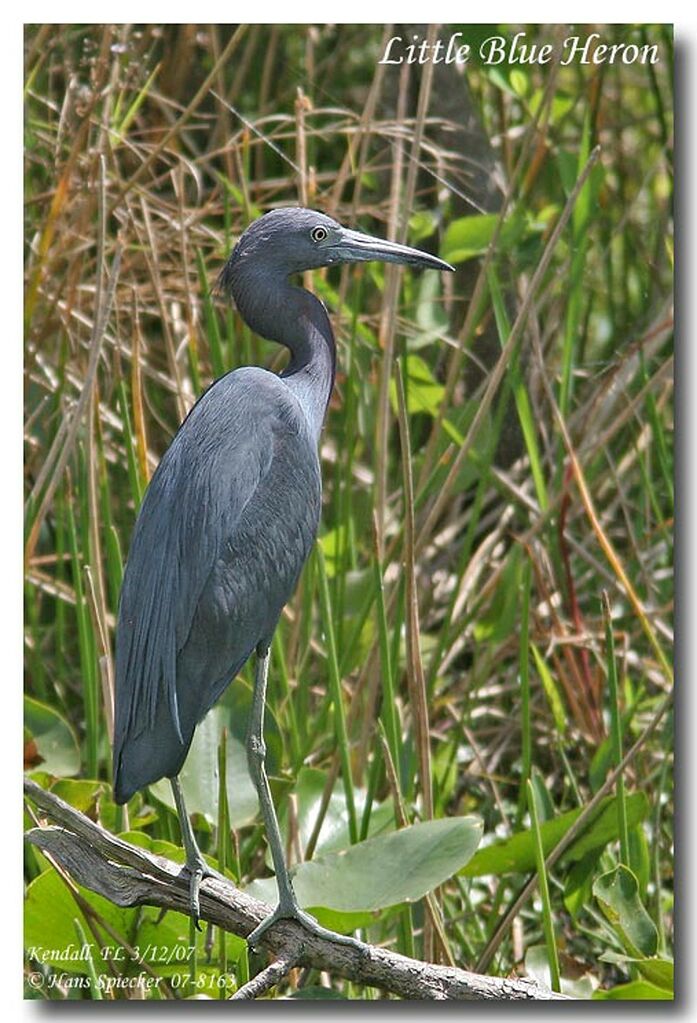 Aigrette bleueadulte