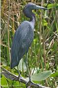 Aigrette bleue