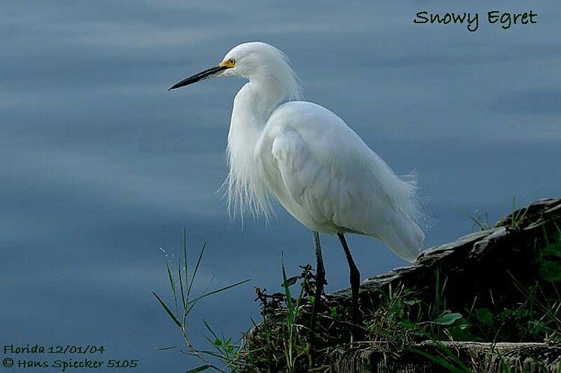 Aigrette neigeuse