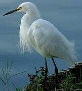 Aigrette neigeuse