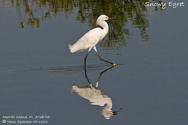 Snowy Egret