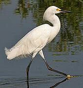 Aigrette neigeuse