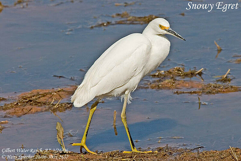 Aigrette neigeuse1ère année