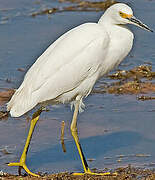 Snowy Egret