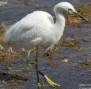 Aigrette neigeuse