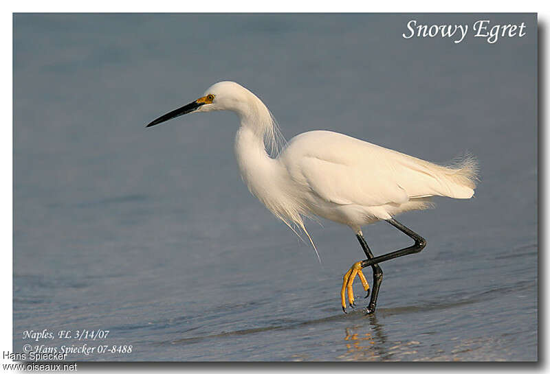 Aigrette neigeuseadulte nuptial, identification