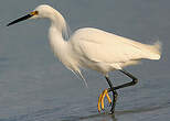 Aigrette neigeuse