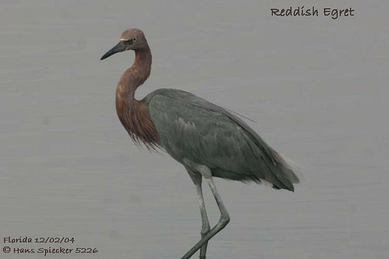 Aigrette roussâtre