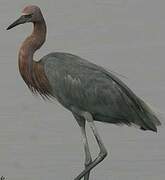 Reddish Egret