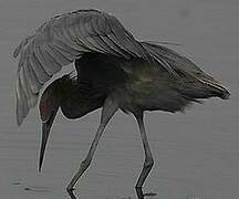 Reddish Egret