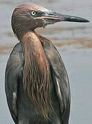 Reddish Egret