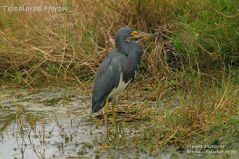 Tricolored Heron