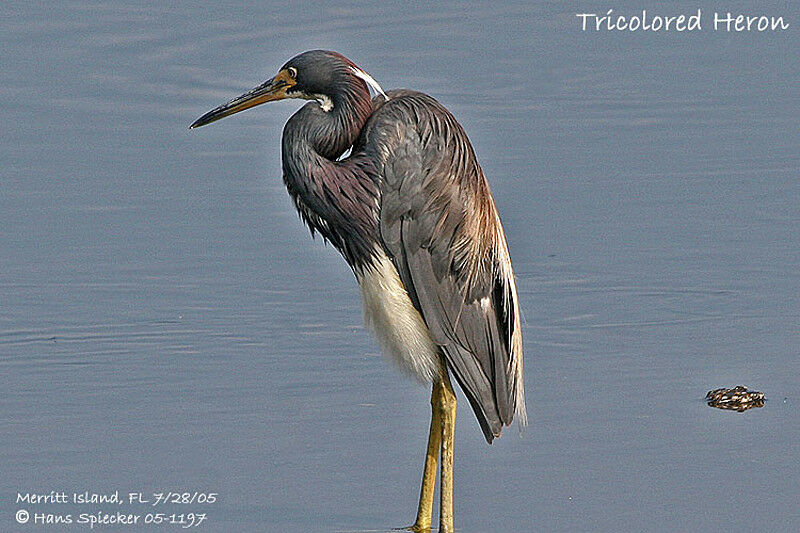 Tricolored Heron