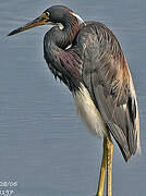 Aigrette tricolore