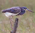 Aigrette tricolore