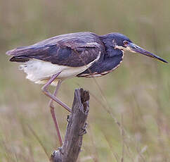 Aigrette tricolore