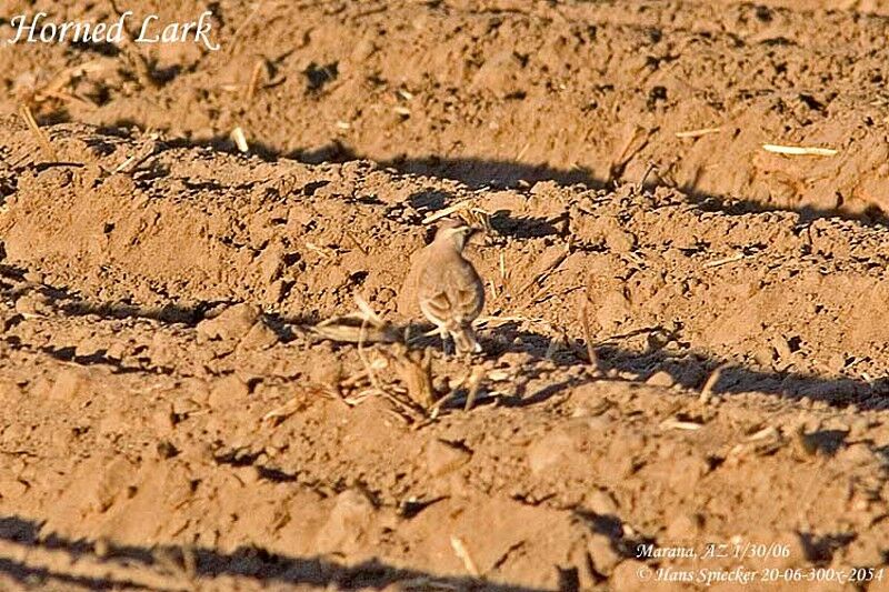 Horned Lark