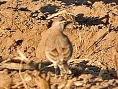 Horned Lark