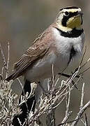 Horned Lark