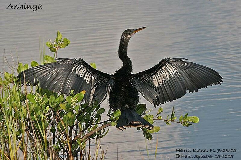 Anhinga