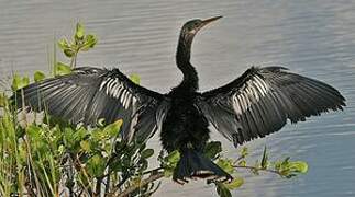 Anhinga d'Amérique