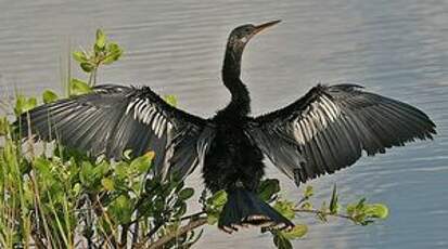 Anhinga d'Amérique