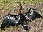 Anhinga d'Amérique