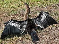 Anhinga d'Amérique