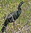 Anhinga d'Amérique