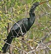 Anhinga