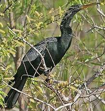 Anhinga d'Amérique