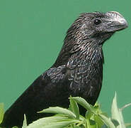 Smooth-billed Ani